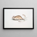 Rat Gerboise Indien Gerbillus Indicus - John Edward Gray — framed artwork on a wall