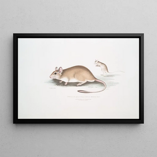 John Edward Gray - Indian Gerboa Rat Gerbillus Indicus.webp