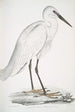 Héron blanco indio Ardea orientalis - John Edward Gray — vista de la obra