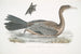 Cormoran javanais Crabo Carbo Javannica - John Edward Gray — artwork view
