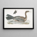 Cormoran javanais Crabo Carbo Javannica - John Edward Gray — framed artwork on a wall