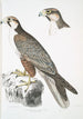 Faucon Jugger Falco Jugger 1 macho 2 hembras tamaño natural - John Edward Gray — vista de la obra