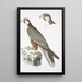 Faucon Jugger Falco Jugger 1 macho 2 hembras tamaño natural - John Edward Gray — cuadro enmarcado en la pared