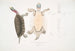 Kachuga Terrapin Emys Kachuga - John Edward Gray — artwork view