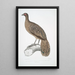 Pheasant peacock lined Polyplectron lineatum - John Edward Gray — framed artwork on a wall