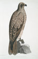 Aigle pêcheur ligné Halitus lineatus - John Edward Gray — artwork view