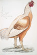 Coq de Malabar Gallus gigantea taille naturelle - John Edward Gray — artwork view