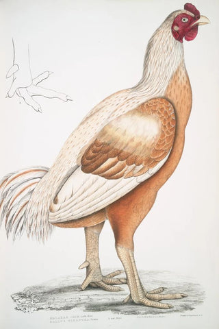 John Edward Gray - Malabar Cock Gallus gigantea Natural size.webp