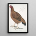 Poule de Malabar Gallus giganteus commun dans le Doab - John Edward Gray — framed artwork on a wall