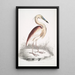 Héron a dos marrón Ardea Grayii - John Edward Gray — cuadro enmarcado en la pared