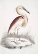 Héron a dos marrón Ardea Grayii - John Edward Gray — vista de la obra