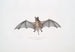 Murine Dysopes Dysopes Murinus - John Edward Gray — artwork view