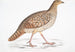 Male Himalayan Monal, Satyra Nepaulensis Male - John Edward Gray — artwork view