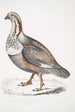 Nigell Tetraogallus Nigellii pheasant and grouse from the Himalayan mountains - John Edward Gray — artwork view