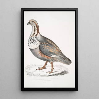 John Edward Gray - Nigells Pheasant Grouse Tetraogallus Nigellii Adult Hamalaya Mountains.webp