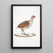 Perdrix olive Perdix olivacea - John Edward Gray — cuadro enmarcado en la pared