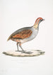Perdrix olive Perdix olivacea - John Edward Gray — vista de la obra