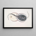 Trygon ornatus, Singapore - John Edward Gray — framed artwork on a wall