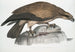 Águila pescadora uniforme Halitus unicolor - John Edward Gray — vista de la obra