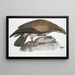 Águila pescadora uniforme Halitus unicolor - John Edward Gray — cuadro enmarcado en la pared