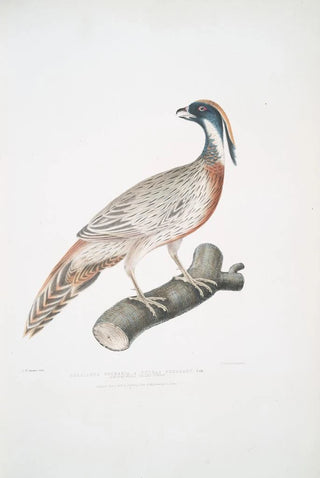 John Edward Gray - Pucras Pheasant Phasianus Pucrasia.webp