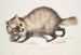Perro con cara de mapache Canis procyonoides China - John Edward Gray — vista de la obra