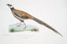 Faisan de Reeves, Phasianus reevesii - John Edward Gray — artwork view
