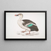 de pato de pico manchado Anas poecilorhyncha - John Edward Gray — cuadro enmarcado en la pared