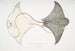 Eagle ray with spotted Myliobatis maculatus Penang called Jungli - John Edward Gray — artwork view