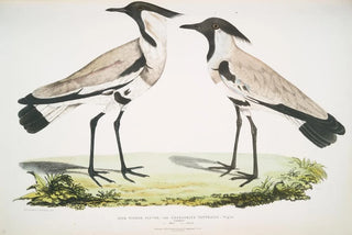 John Edward Gray - Spur Winged Plover Charadrius ventralis Male and Female.webp