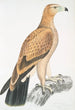 Aigle fauve Aquilla fulvescens - John Edward Gray — artwork view
