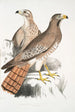 Buse Teesa Buzard Buteo Teesa 1 young 2 old bird - John Edward Gray — artwork view