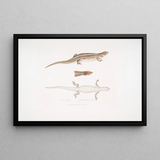 John Edward Gray - Three Streaked Tiliqua Tiliqua trivittata.webp