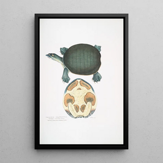 John Edward Gray - Valvular Trionyx Emyda punctata Trionyx granosus.webp