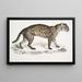 Vivirine Viverrine Chat Felis Vivirinus Viverrinus - John Edward Gray — cuadro enmarcado en la pared