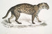 Vivirine Viverrine Chat Felis Vivirinus Viverrinus - John Edward Gray — vista de la obra