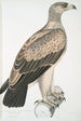 Águila con puntos blancos Aquilla punctata - John Edward Gray — vista de la obra