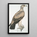 Águila con puntos blancos Aquilla punctata - John Edward Gray — cuadro enmarcado en la pared