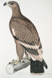 Eagle with White Stripes Aquilla bifasciata - John Edward Gray — artwork view