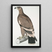 Eagle with White Stripes Aquilla bifasciata - John Edward Gray — framed artwork on a wall