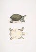 Joven Trionyx valvulaire Trionyx punctata junior - John Edward Gray — vista de la obra