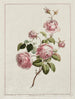 Rosa de la provincia del col - John Edwards — vista de la obra