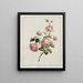 Rosa de la provincia del col - John Edwards — cuadro enmarcado en la pared
