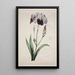 Iris japonais Grand Iris bleu - John Edwards — framed artwork on a wall