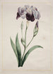 Iris japonais Grand Iris bleu - John Edwards — artwork view