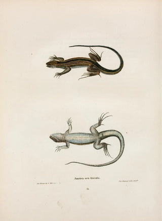 John Edwards Holbrook - Ameiva sexlineata.webp