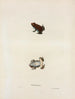 Bufo erythronotus - John Edwards Holbrook — artwork view