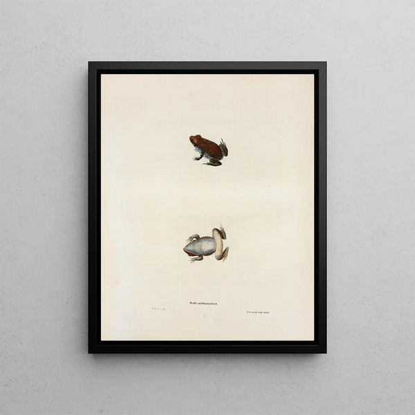 John Edwards Holbrook - Bufo erythronotus.webp
