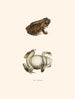 Bufo lentiginosus - John Edwards Holbrook — vista de la obra