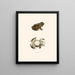 Bufo lentiginosus - John Edwards Holbrook — cuadro enmarcado en la pared